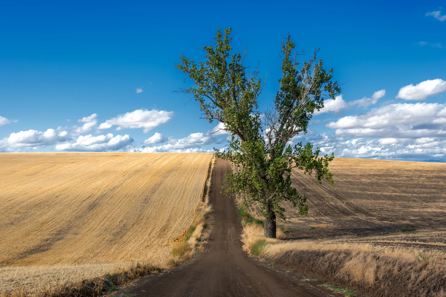 Back Road Fallow Fields