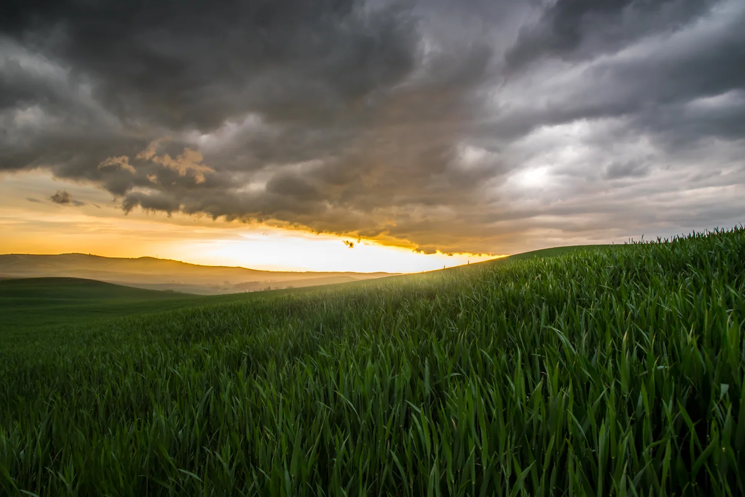 Spring Wheat and Storm Clouds