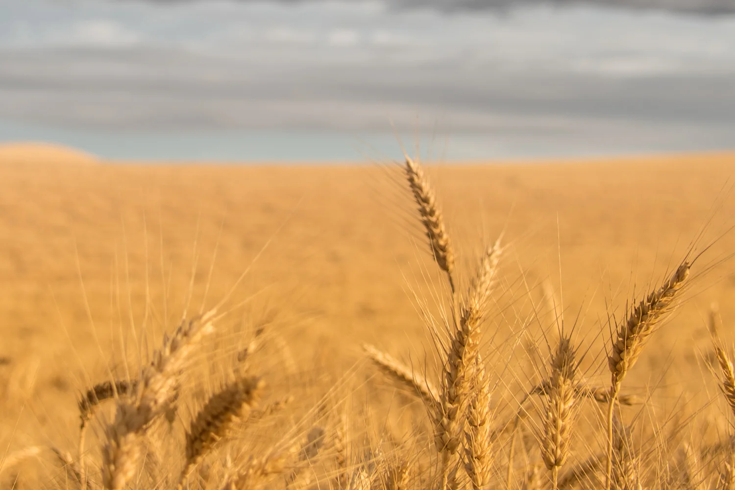 Wheat Closeup #1