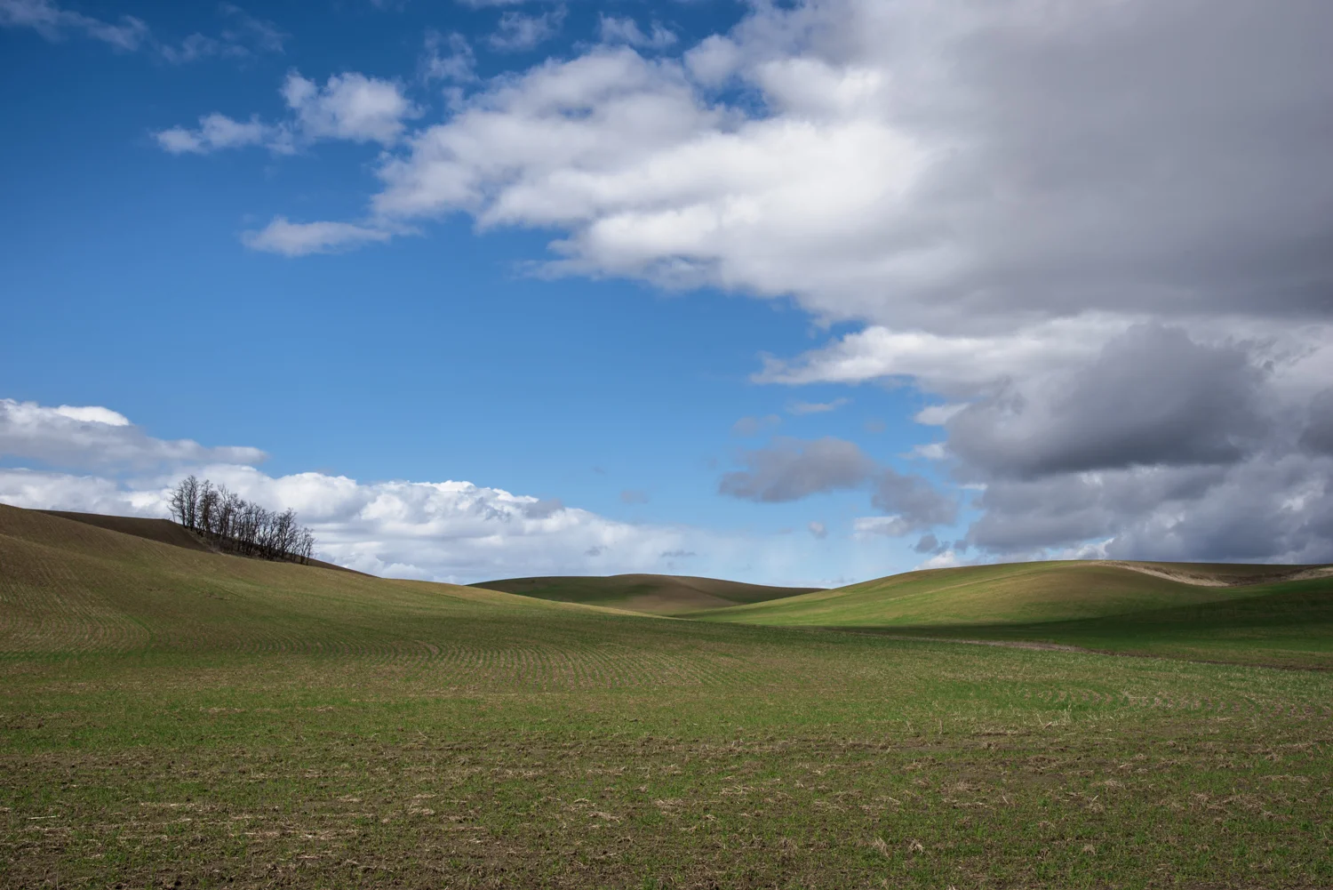 Spring Palouse Contrast