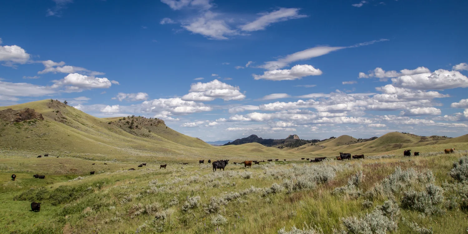 P7062854-Edit.jpg
