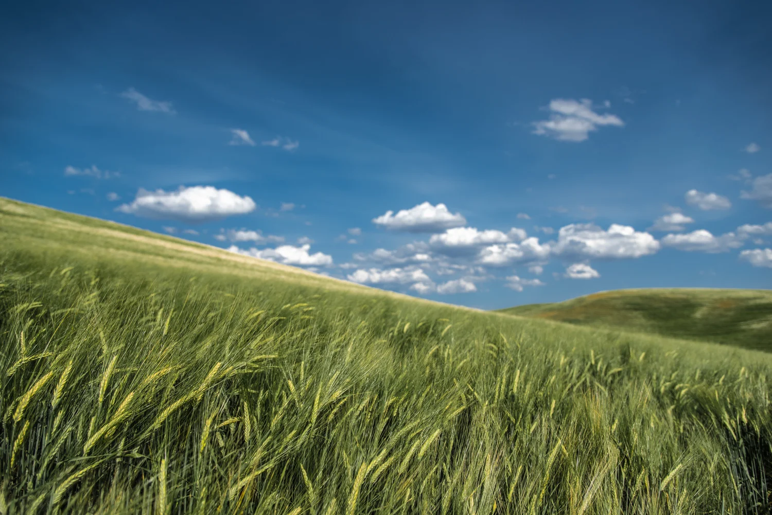 Summer Wheat Fields