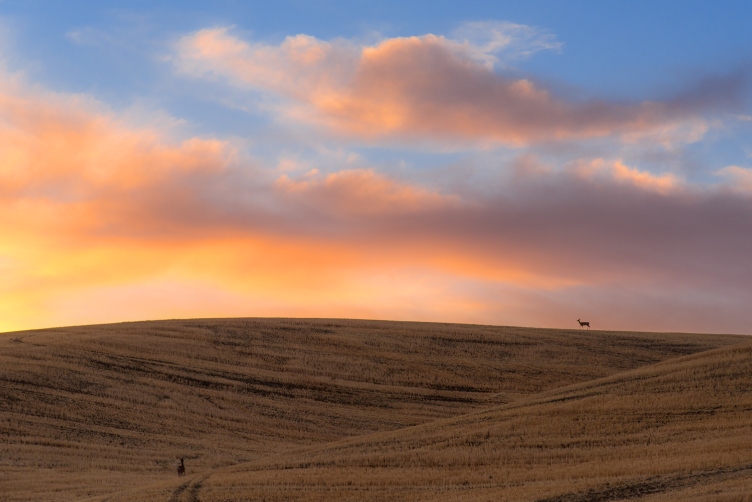 SCT_5696-Edit.jpg