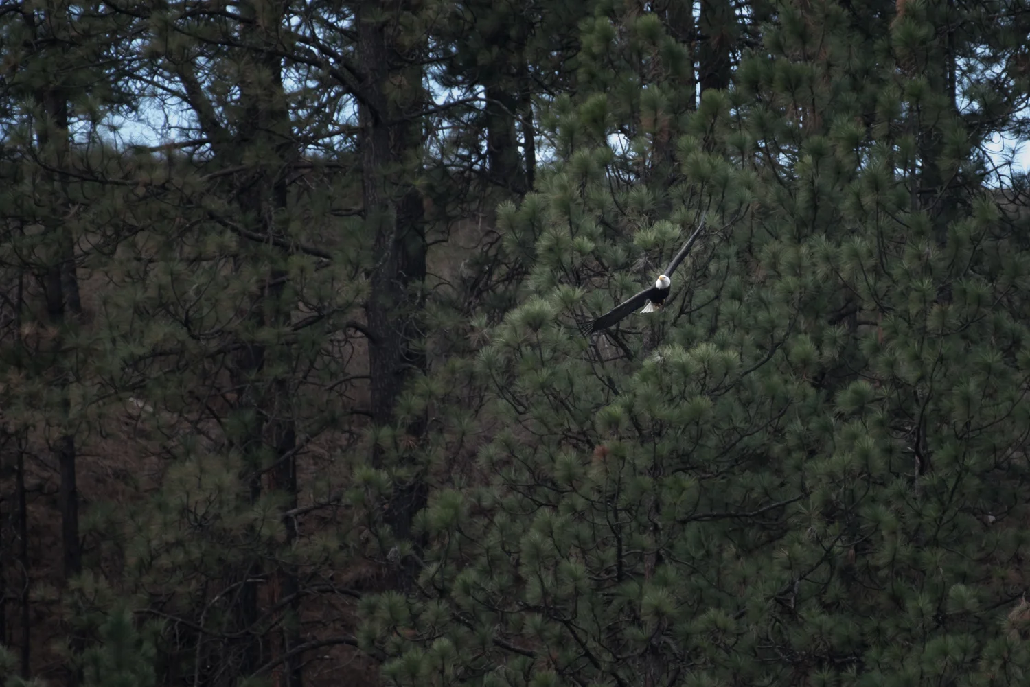 Eagle #4