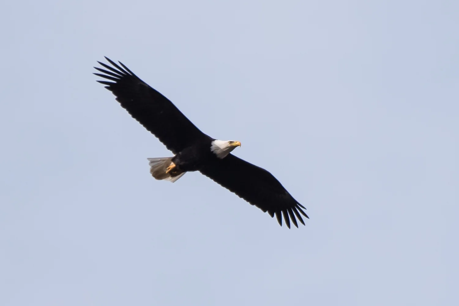 Eagle #2