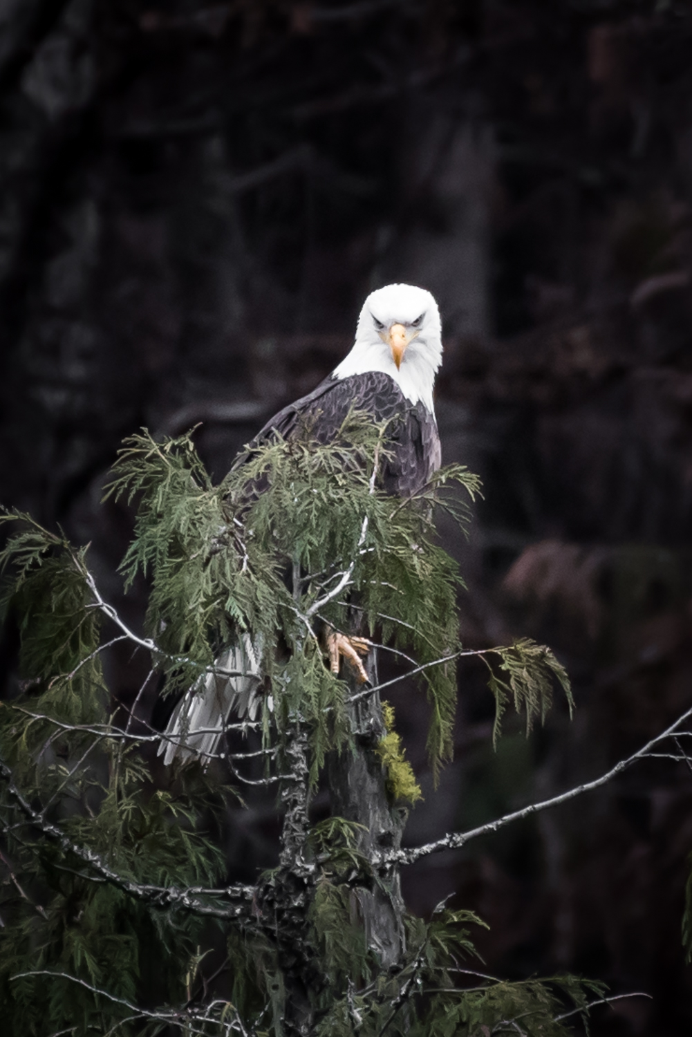 Eagle #1