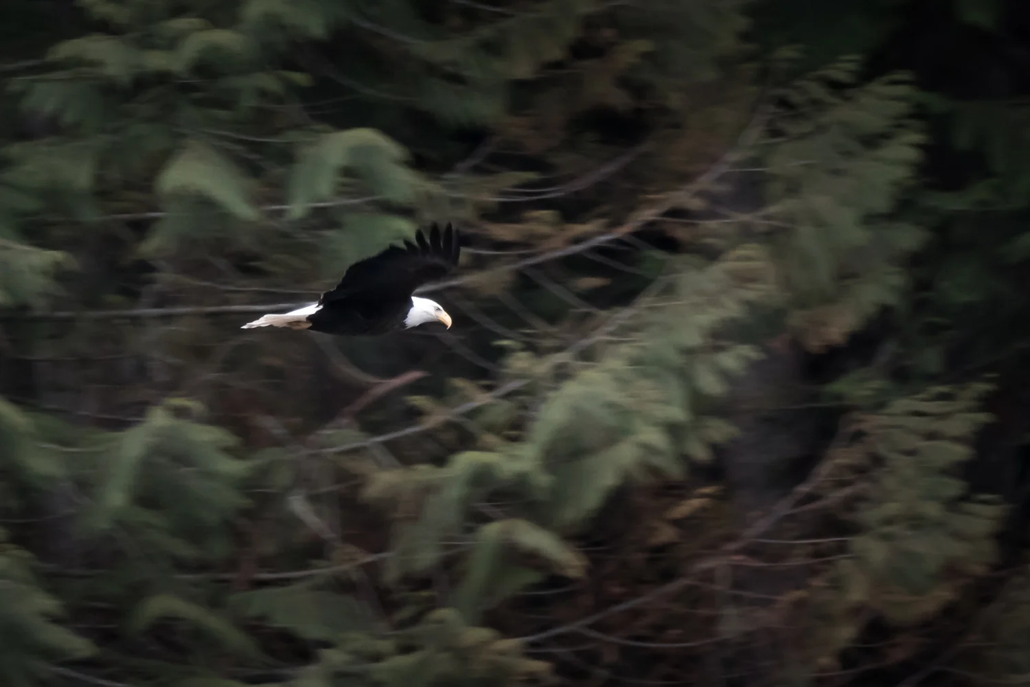 Elvis #3 - In Flight