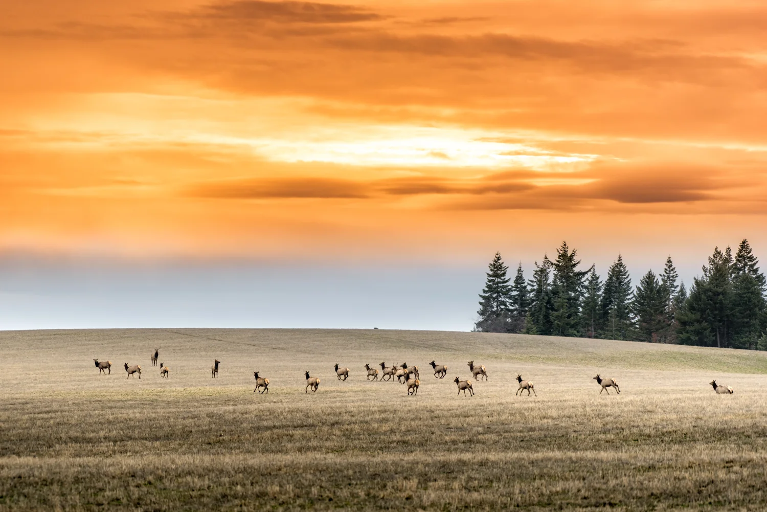Sunset Stampede