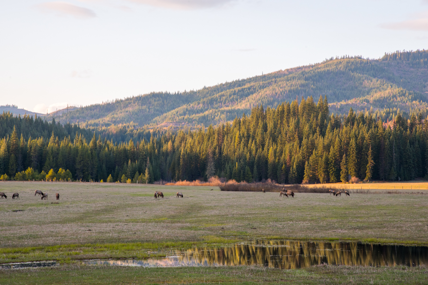 Elk Meadow