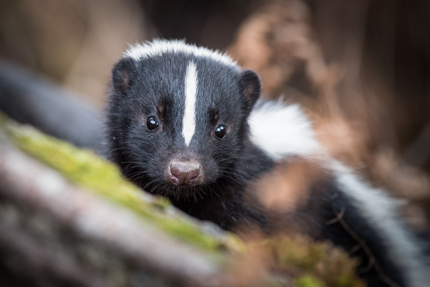 Portrait of a Skunk