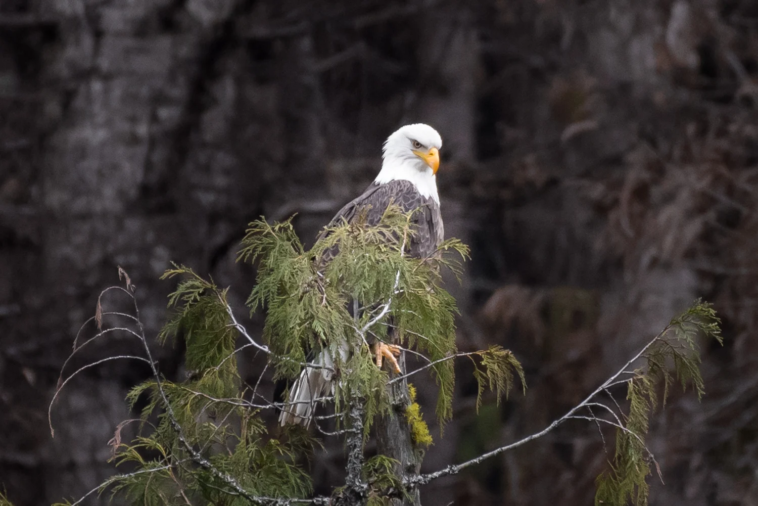 Eagle #5
