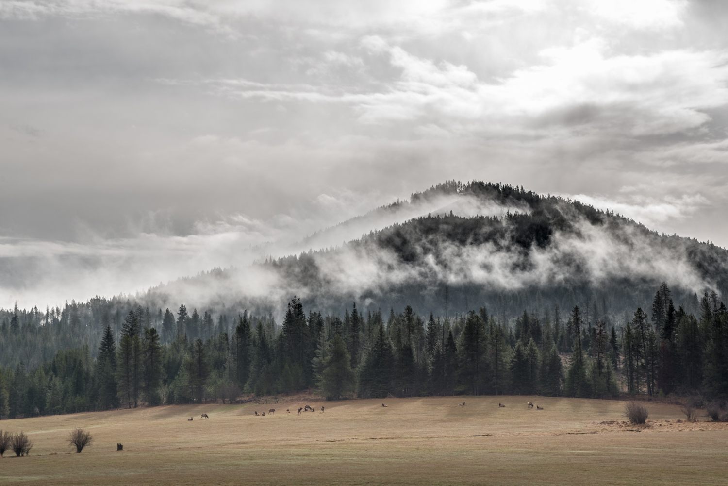 Misty Mountain Elk