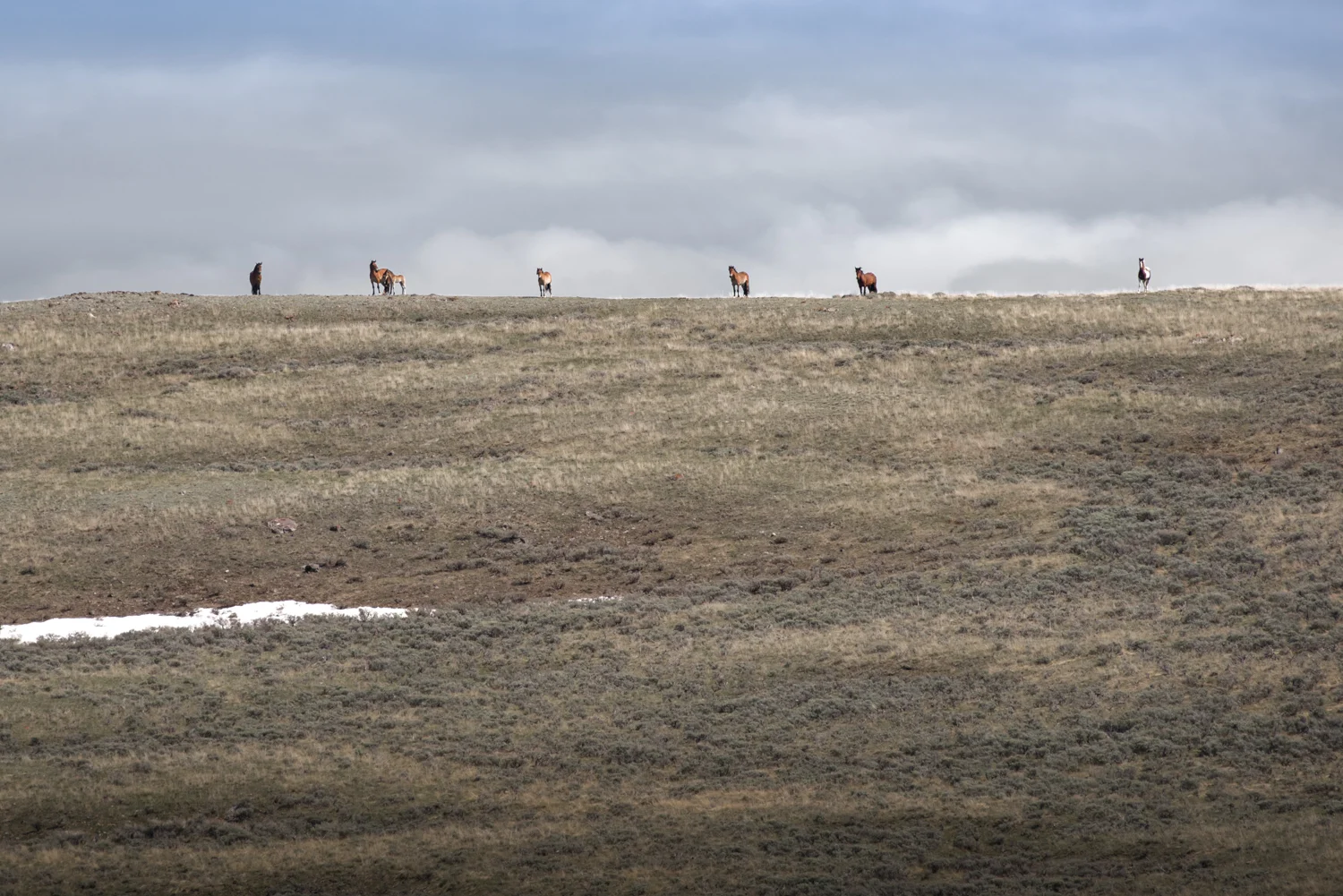 High Altitude Range Horses