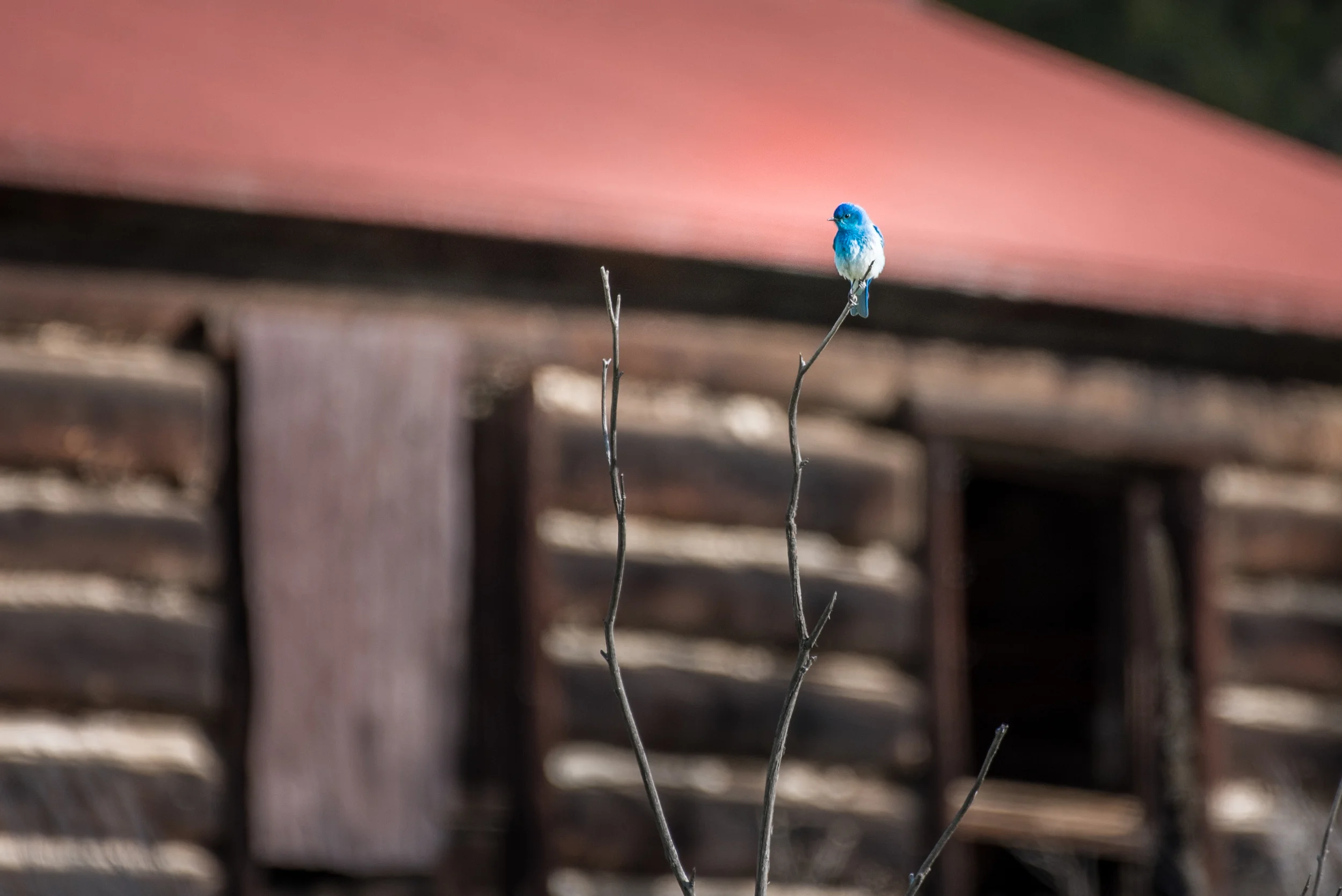 Leesburg Bluebird