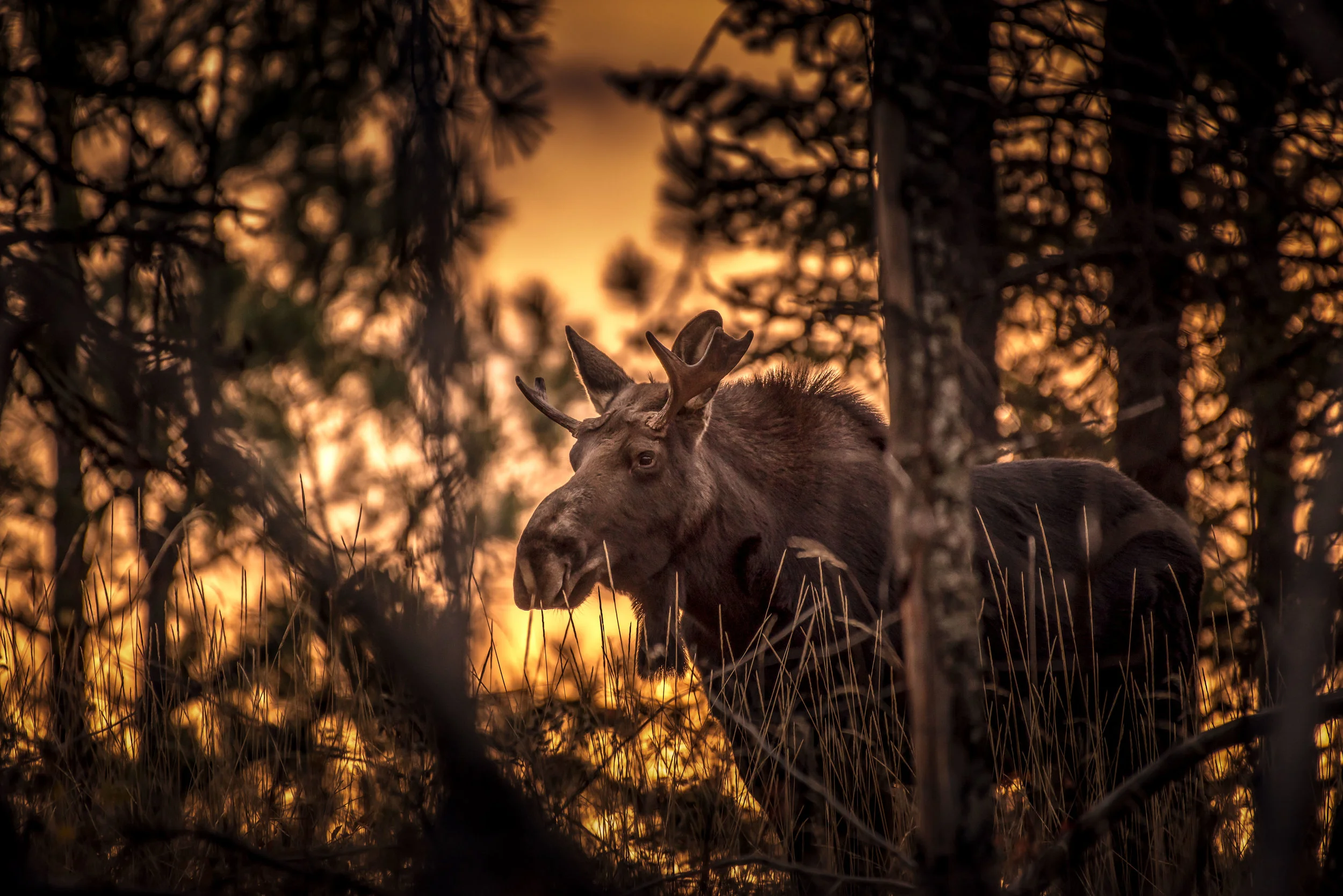 Little Bull Greeting the Day
