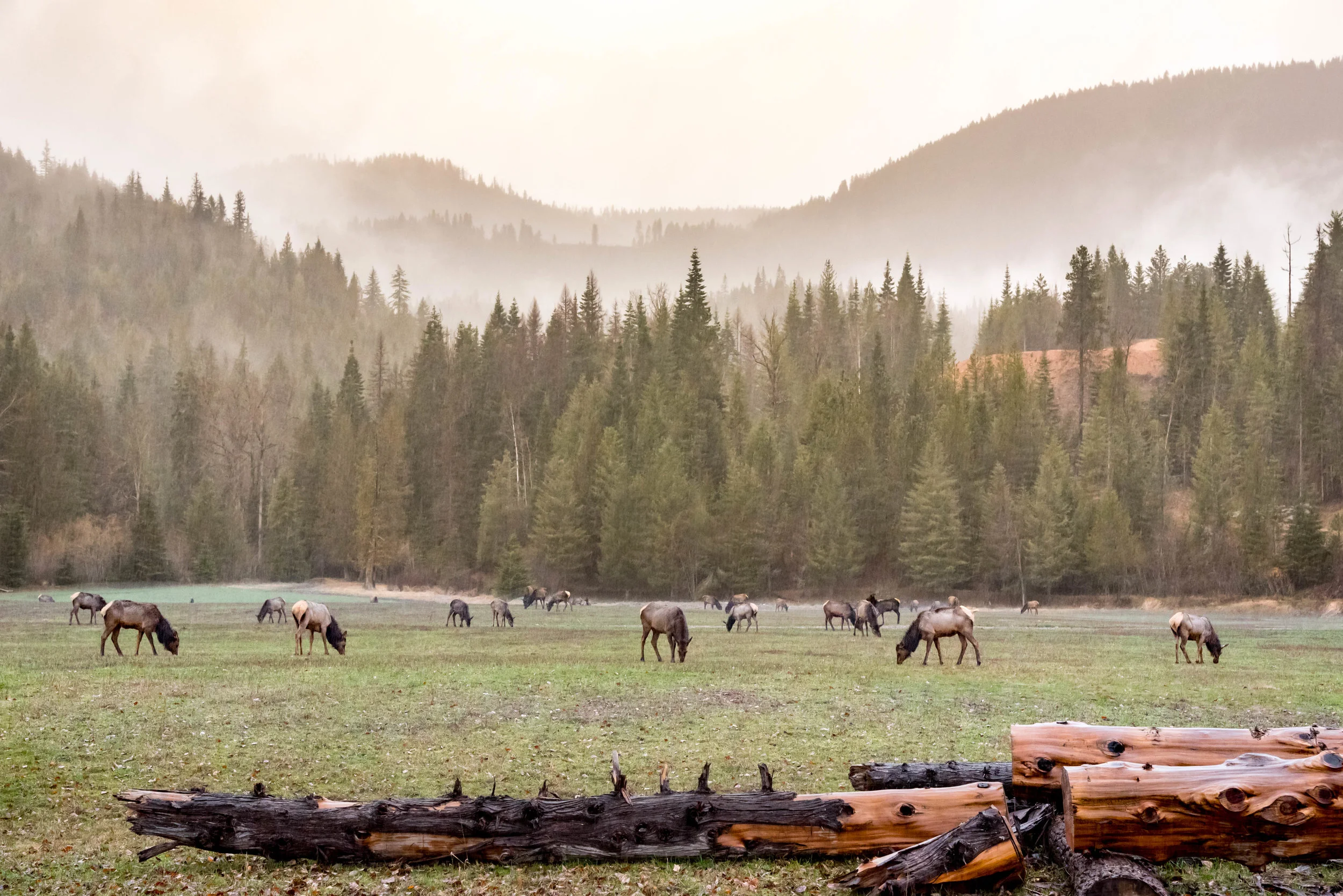 Rainy Morning Elk