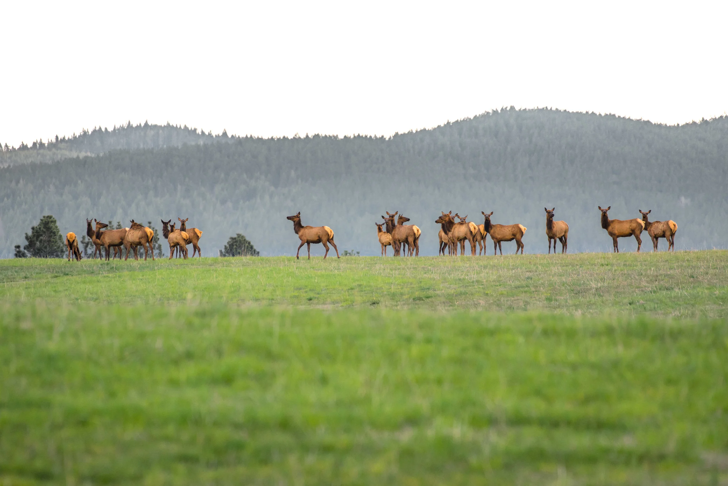 Skyline Elk