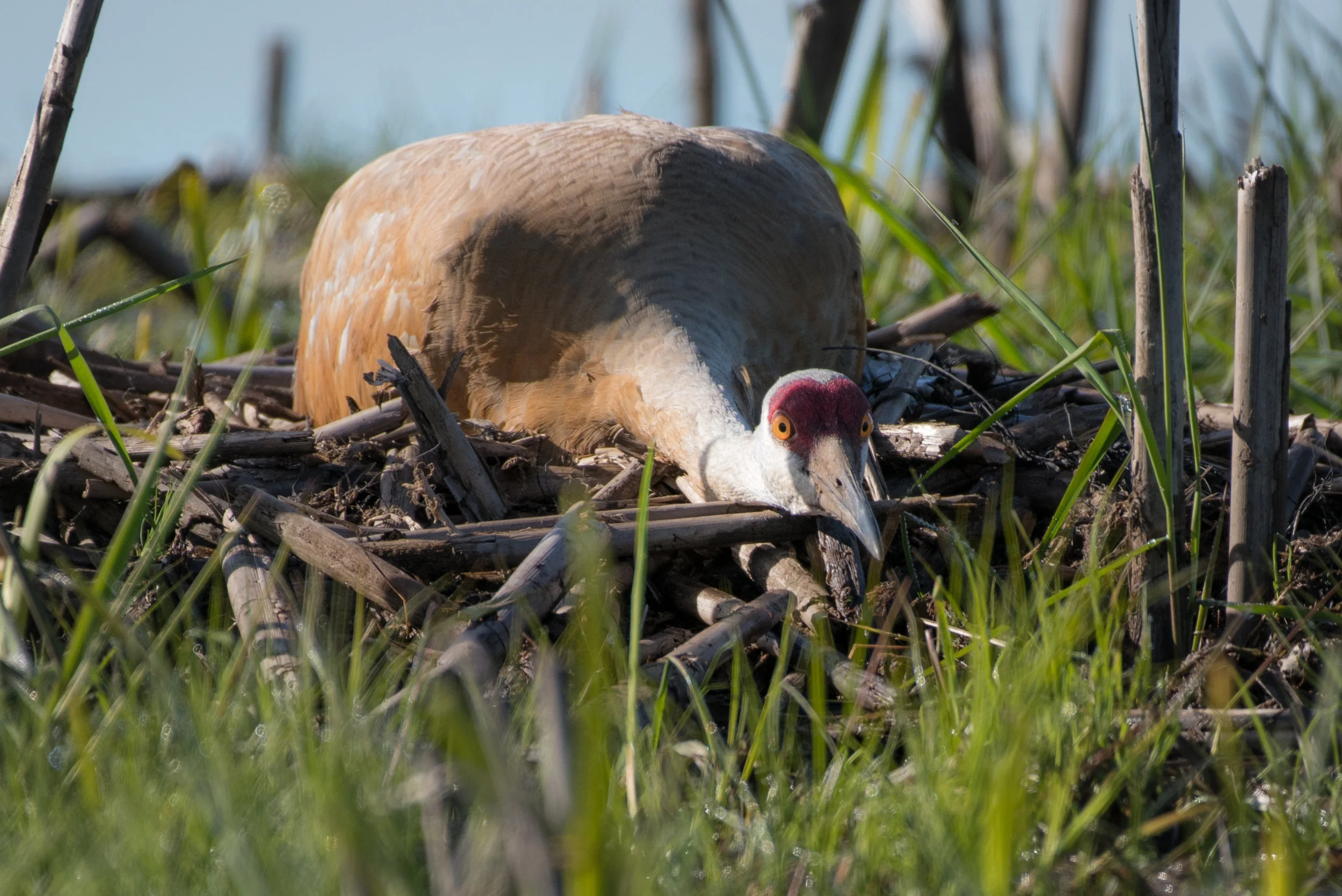 Sandhill Crane on the Nest