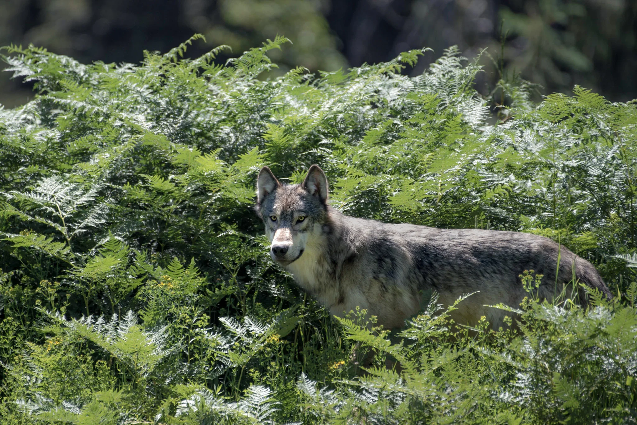 Idaho Grey Wolf