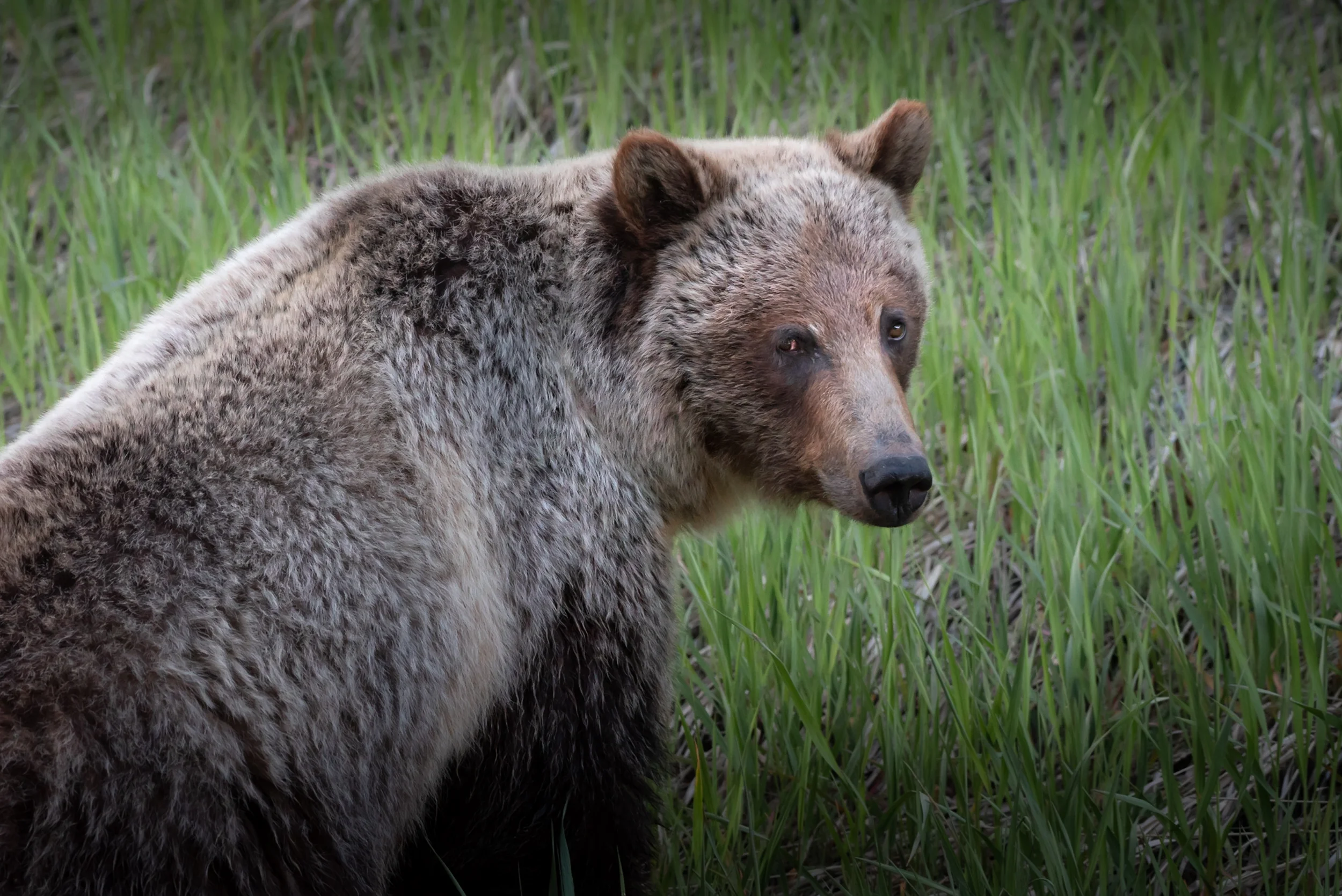 Grizzly Glance