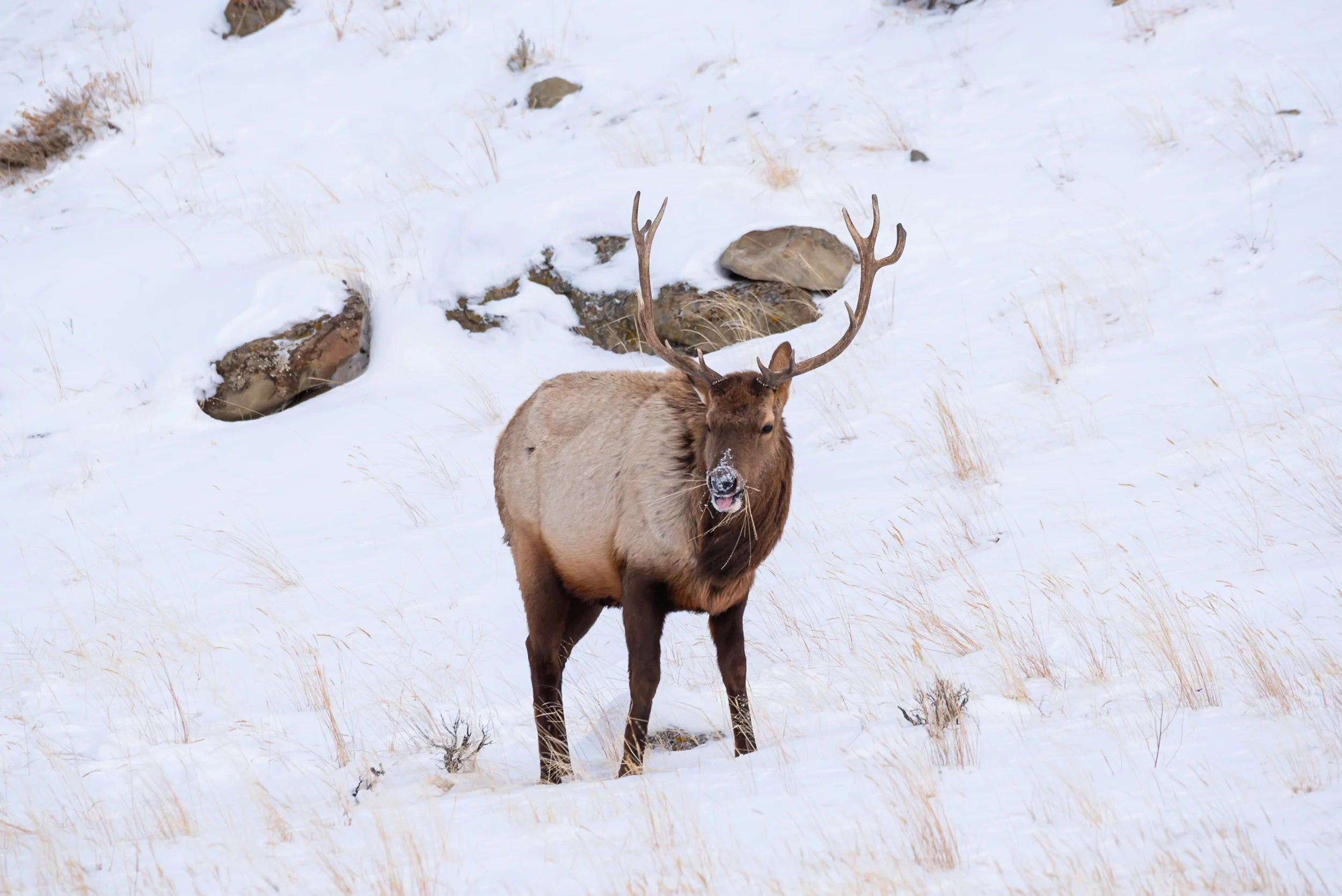 Young Winter Bull Elk
