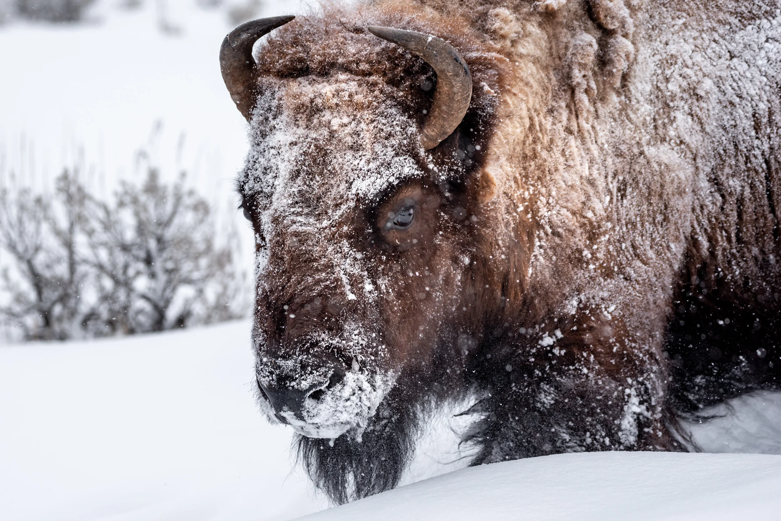 Snowy Bison Portrait