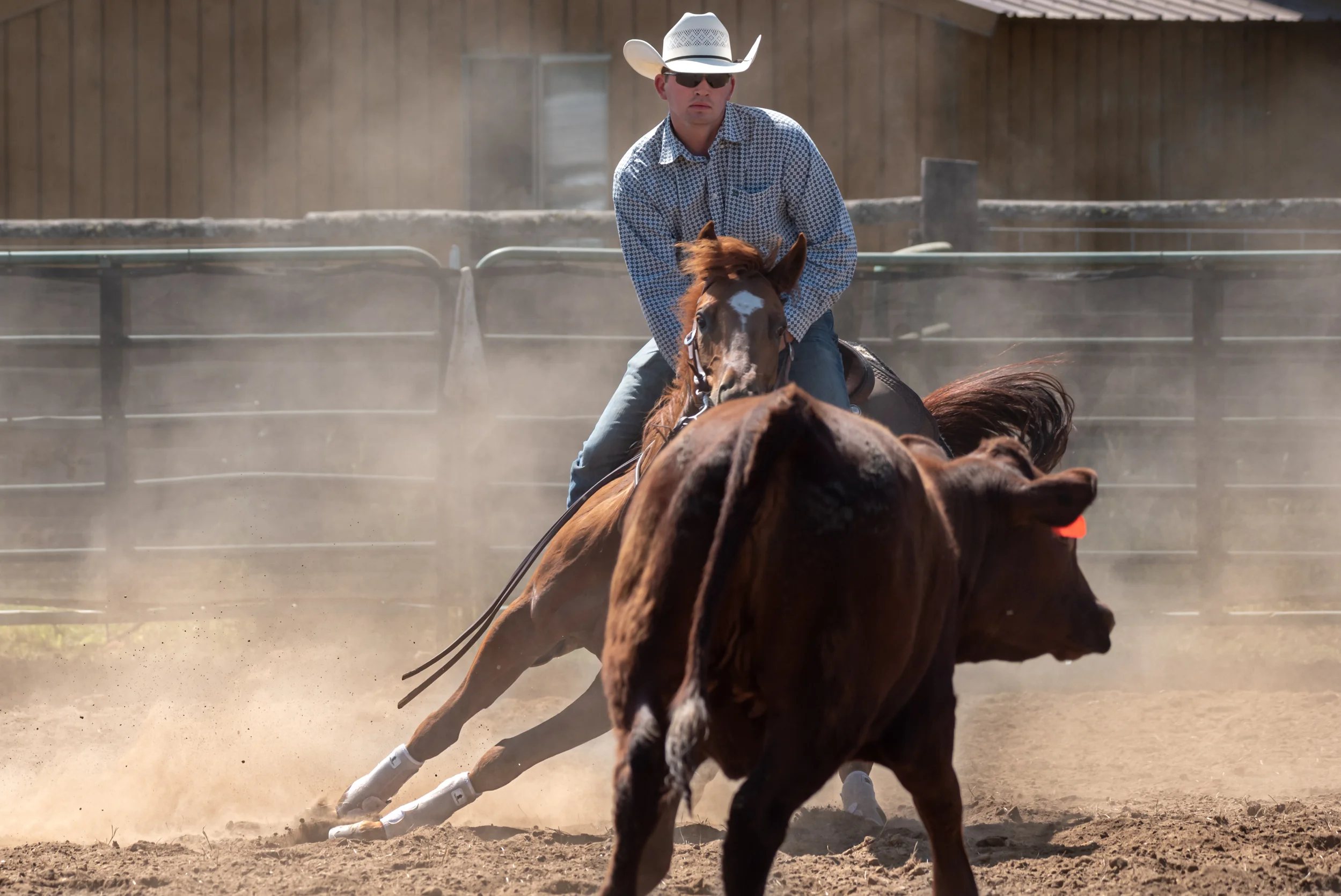 Ranch Horse Cutting