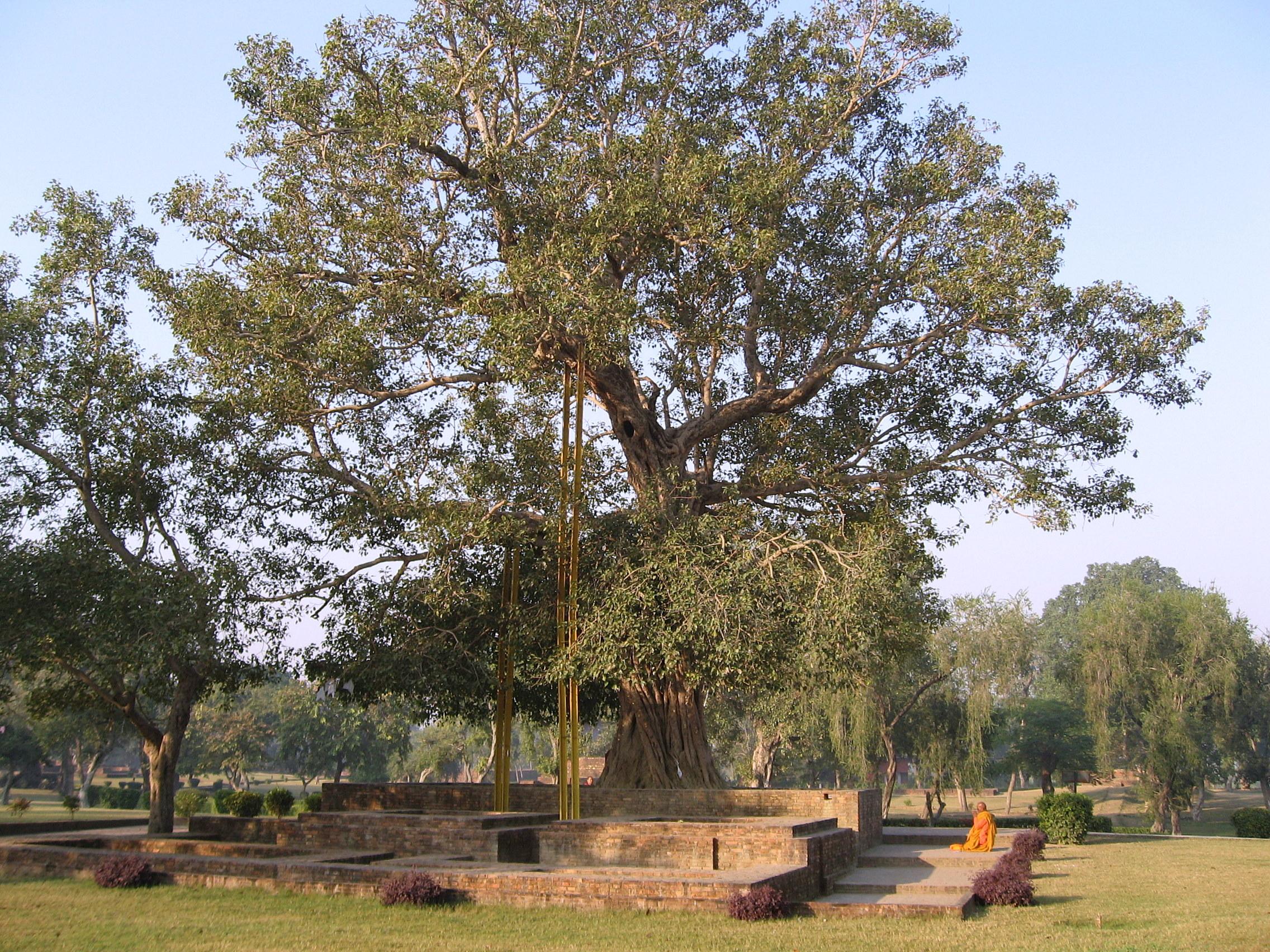 image: Wikimedia commons ( link ).