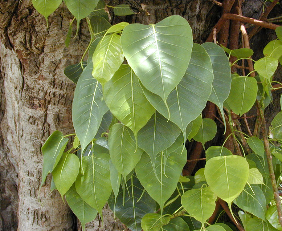 image: Wikimedia commons ( link ).