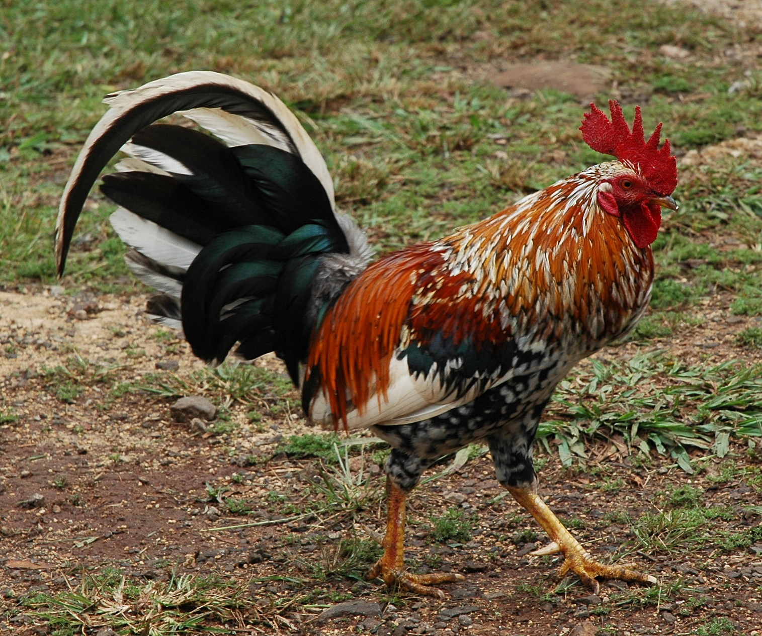 image: Wikimedia commons ( link ).