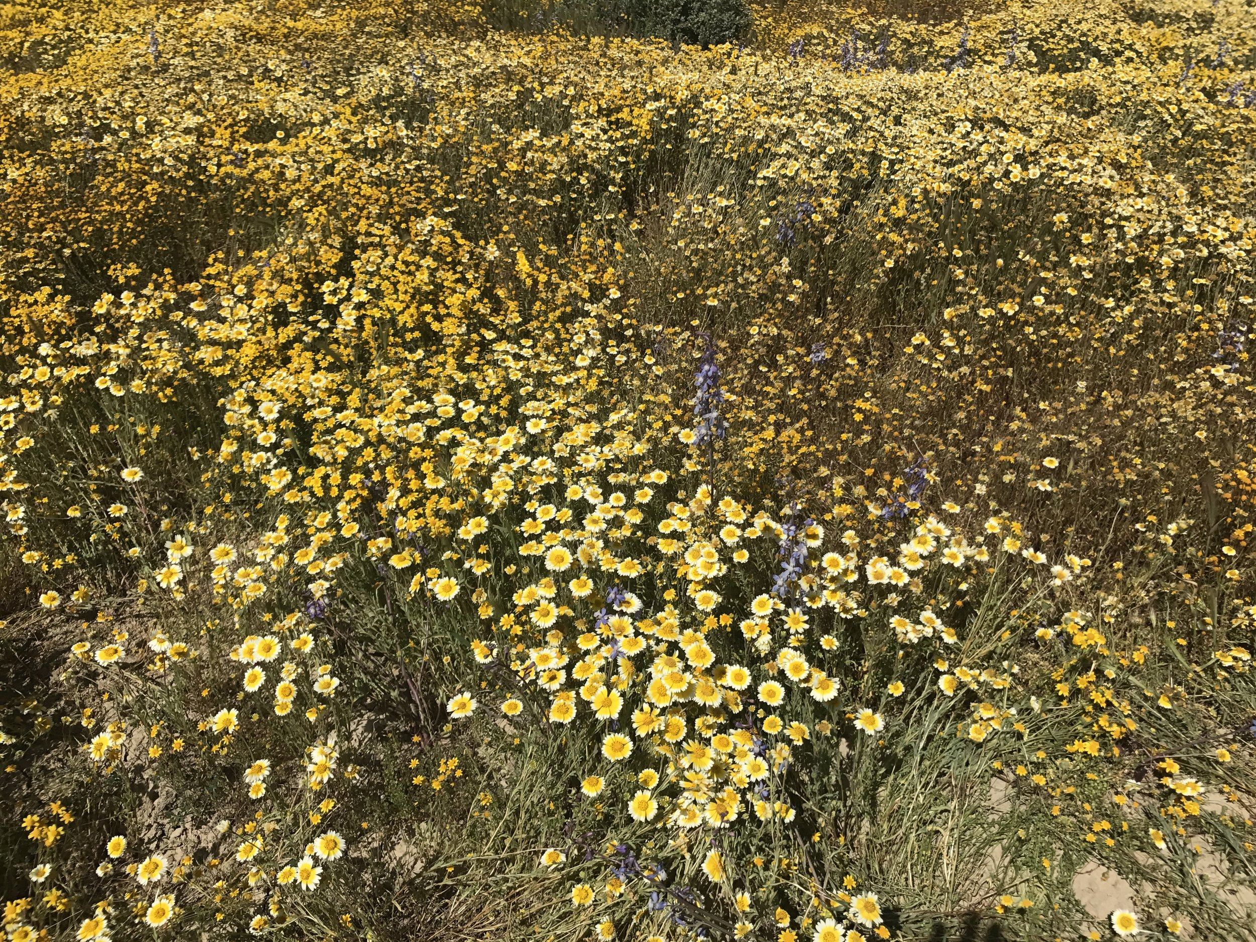 above: Close-up of some of the flowers from the vicinity of the first photograph at the top of this post. Present in this image we can see an abundance of tidytips ( l ayia platyglossa ) as well as some intermittent blue lupine ( lupinus albifrons ).