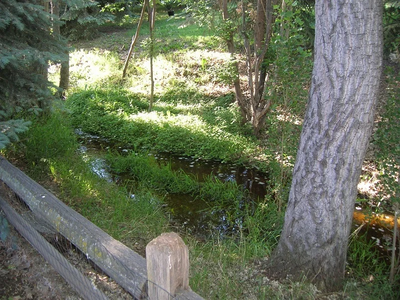 backyard_creek1.jpg