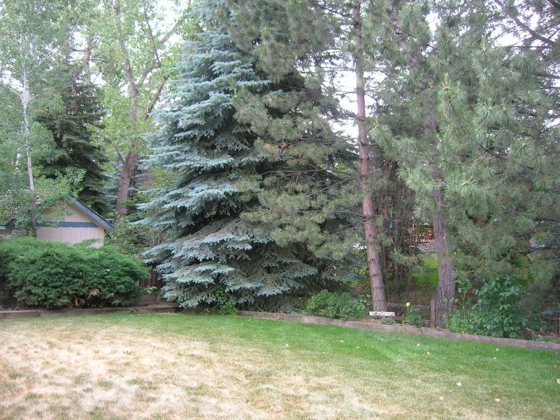 backyard.jpg