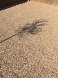 Cordelia's Shadow