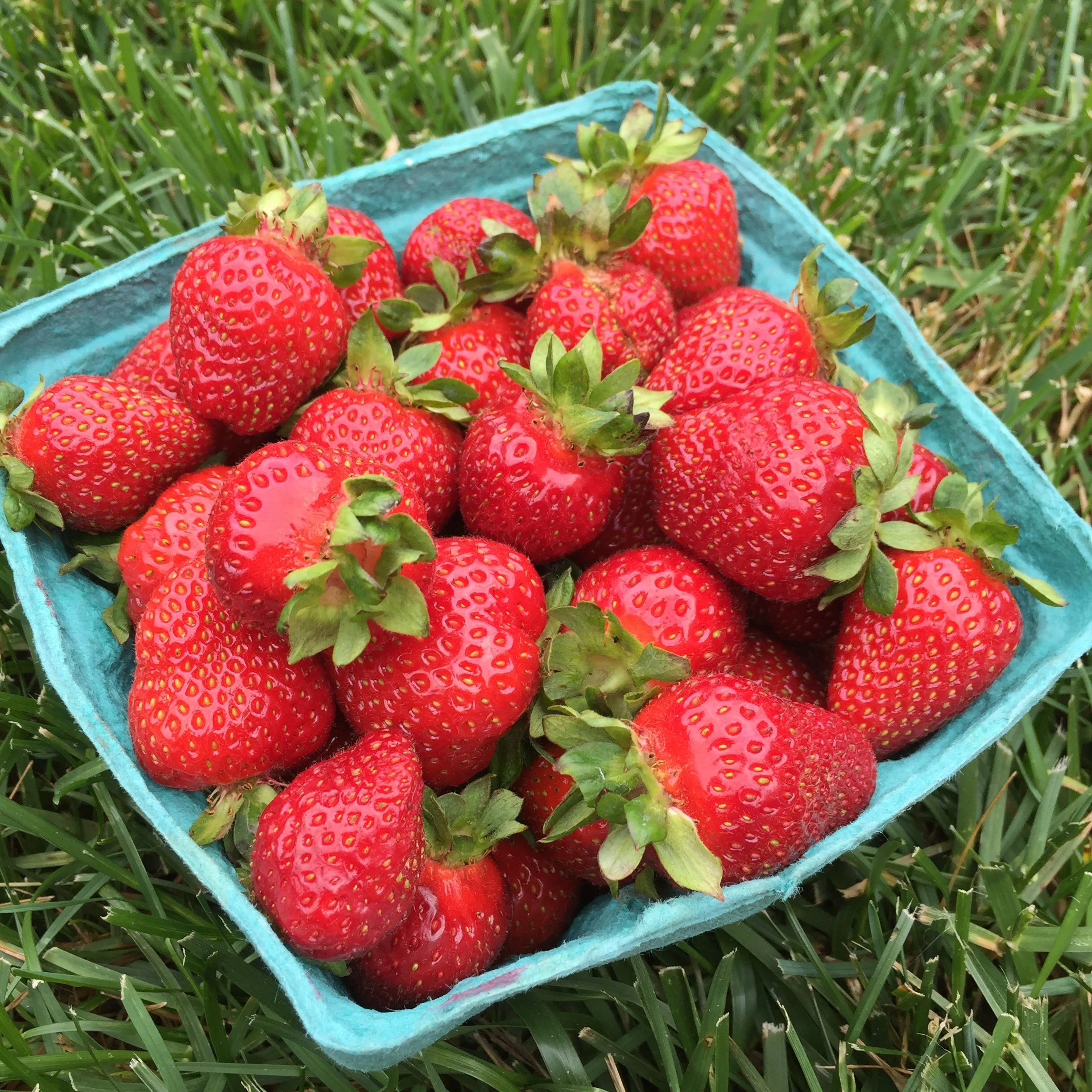 Strawberry Fields Forever!
