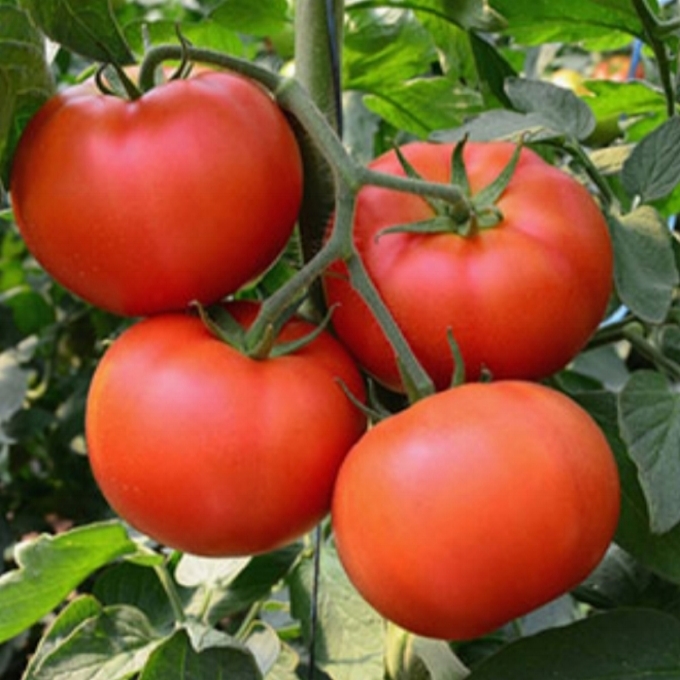 tomatoes.jpg