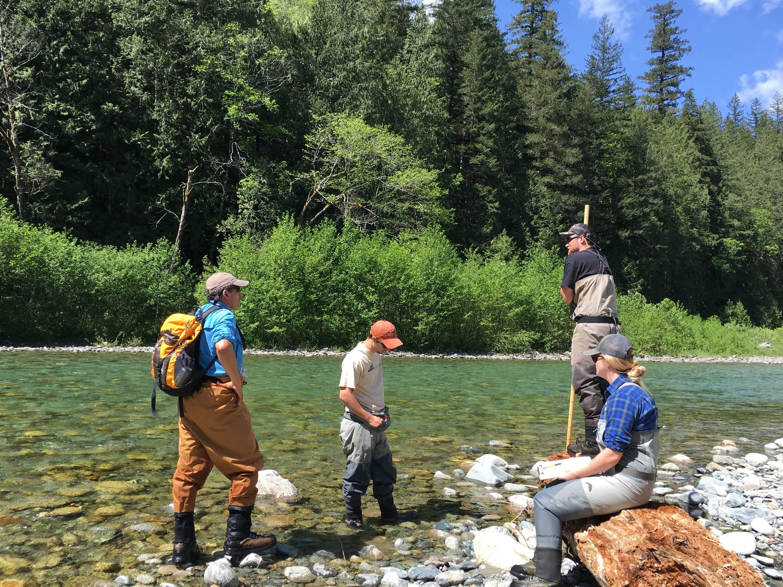 Skagit Steelhead Redd Survey 16.jpg