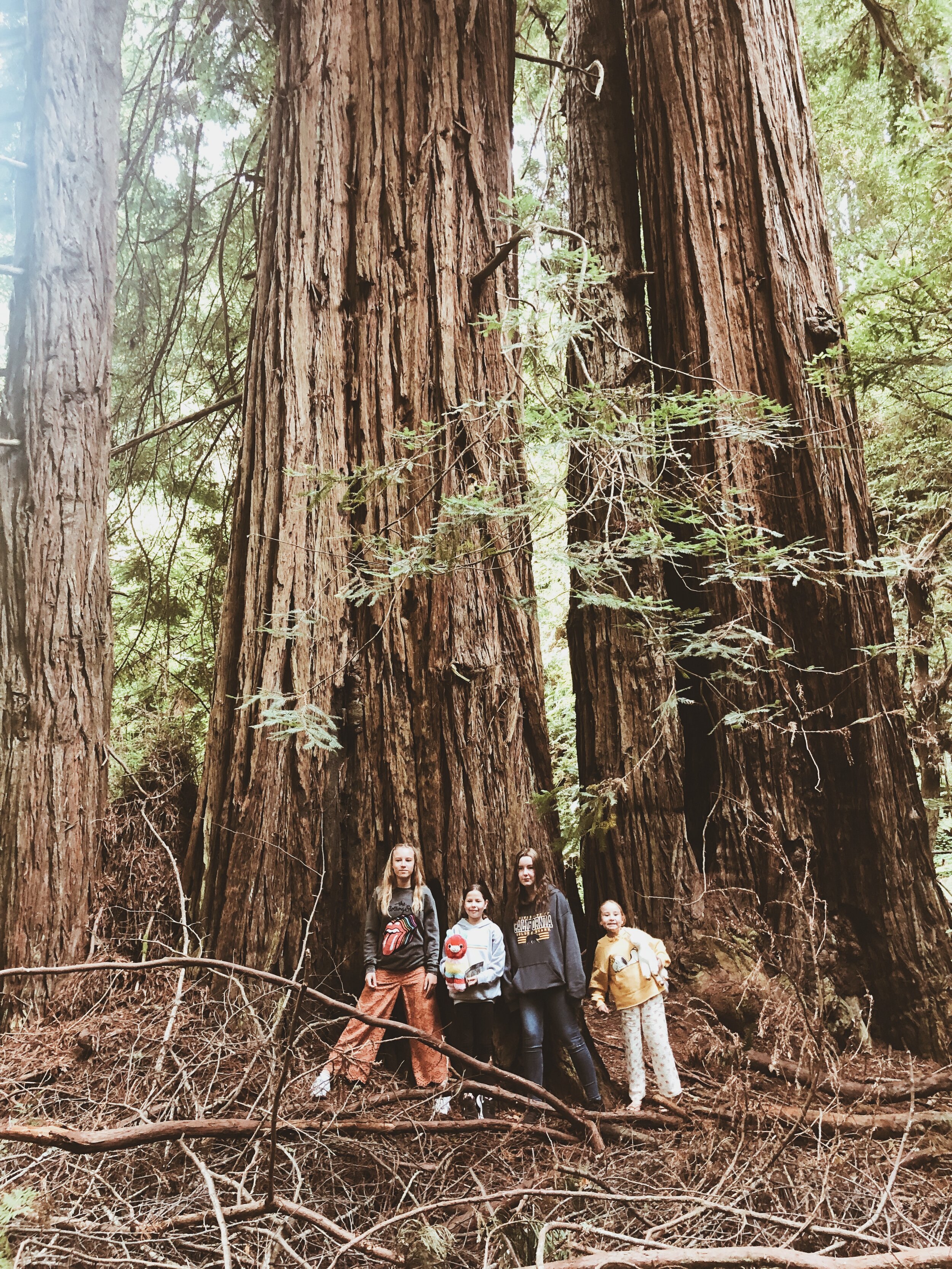 Muir Woods, San Francisco