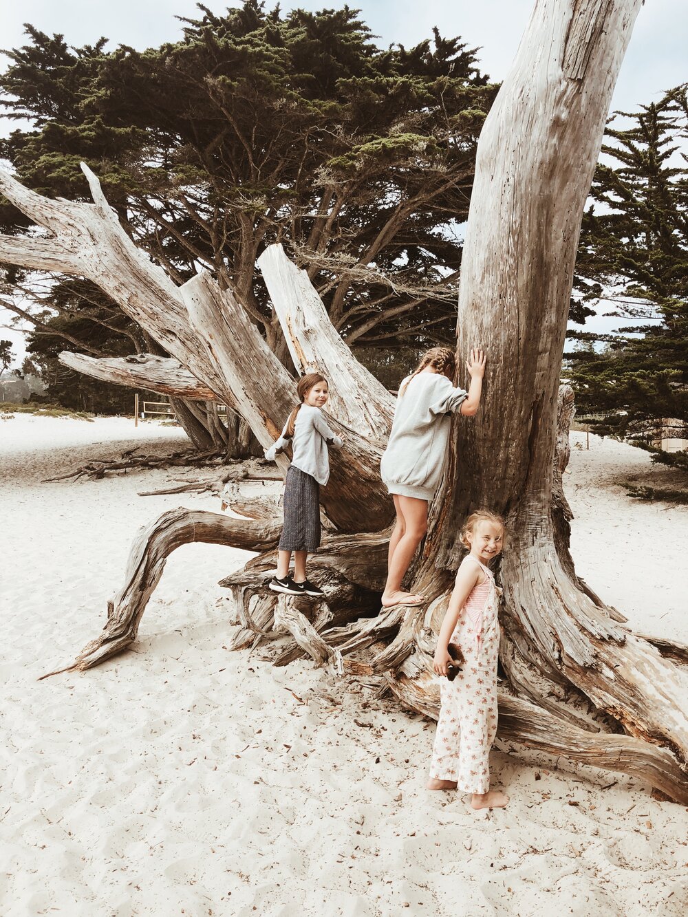 Carmel Beach Driftwood 