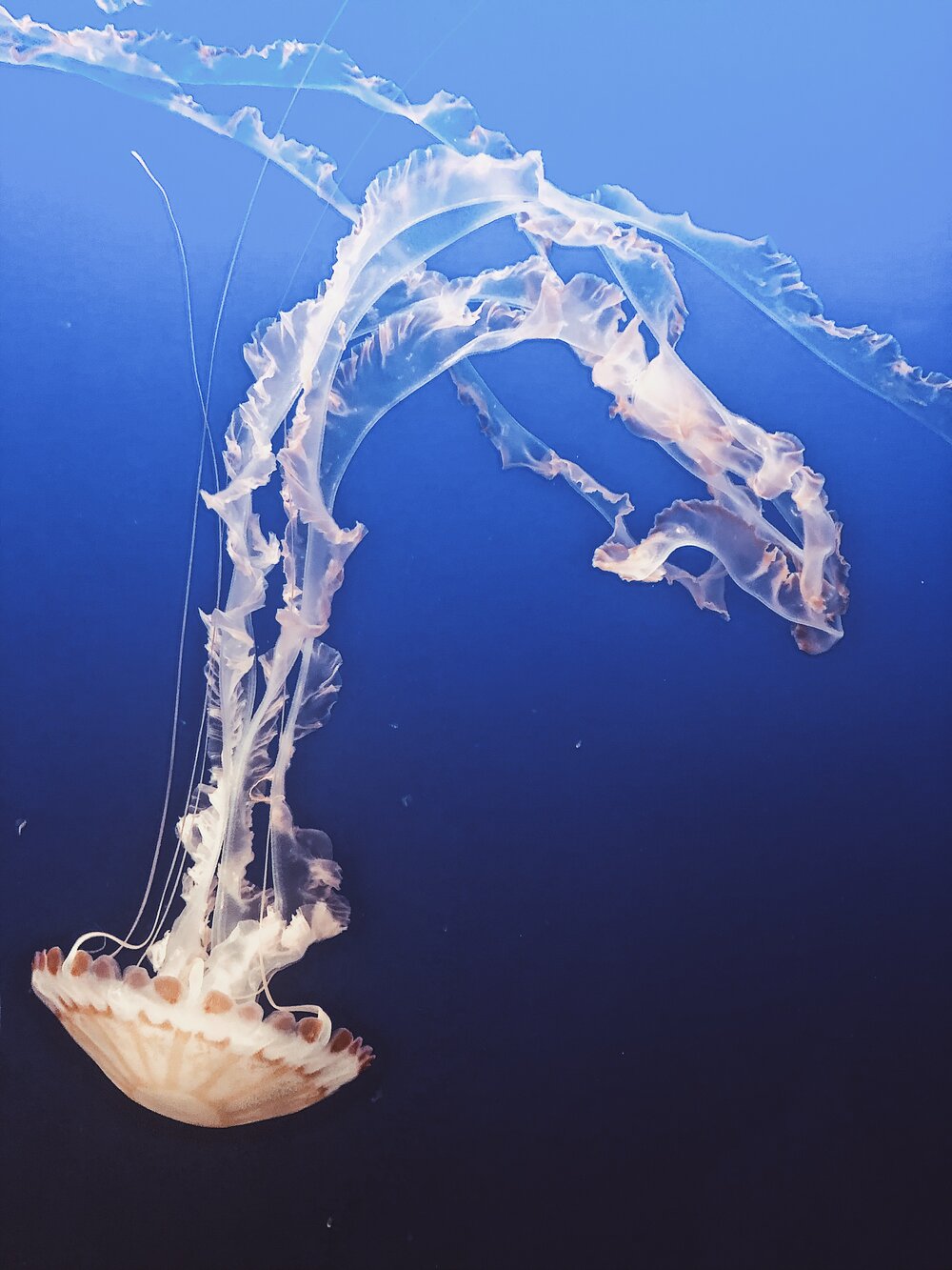 Jellyfish at The Monterey Bay Aquarium