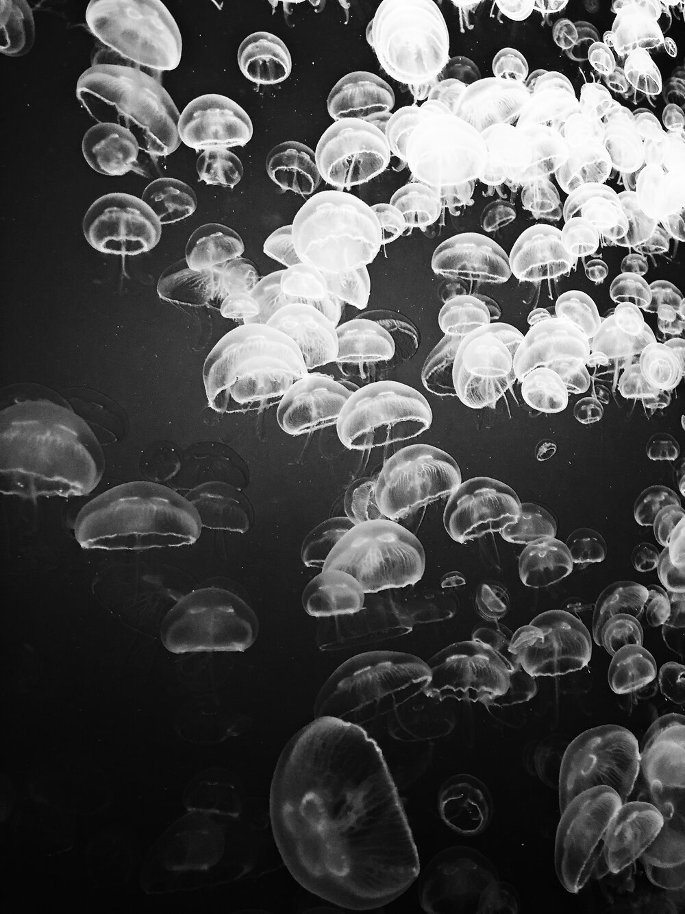 The Monterey Bay Aquarium