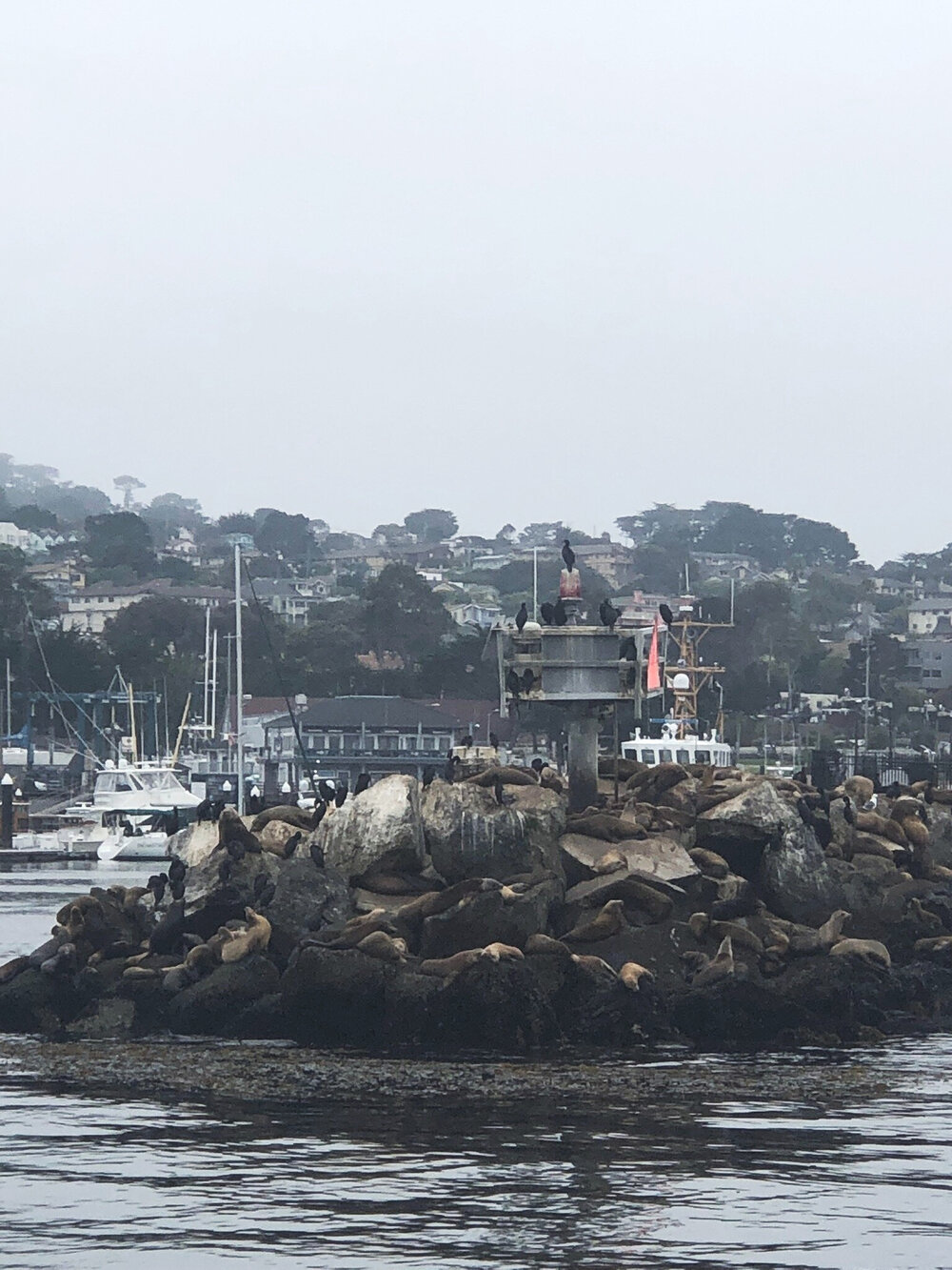 Sealions of Monterey, California