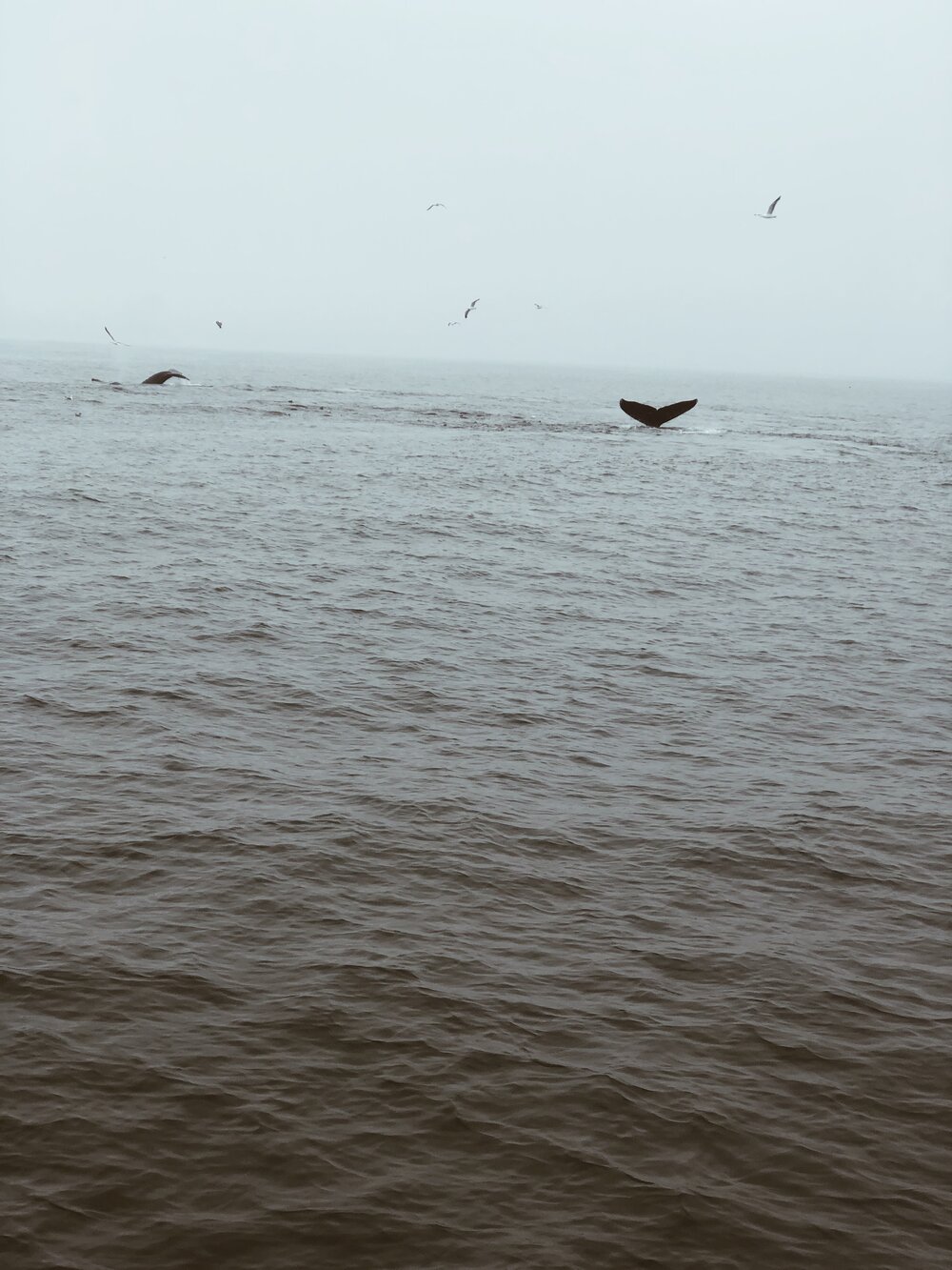 Humpback whales of Monterey, California
