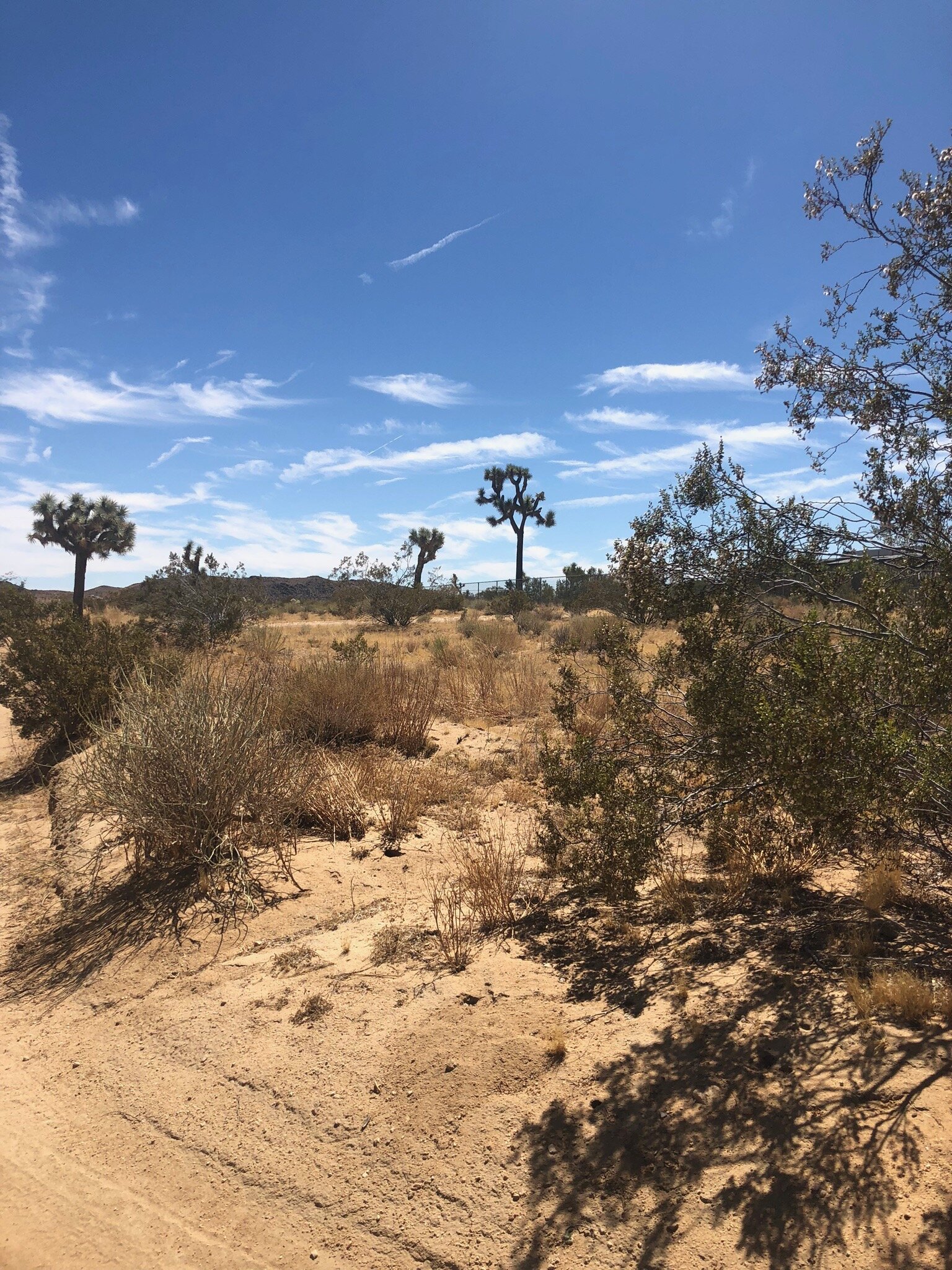 Rosy Boa Airbnb in Joshua Tree National Park