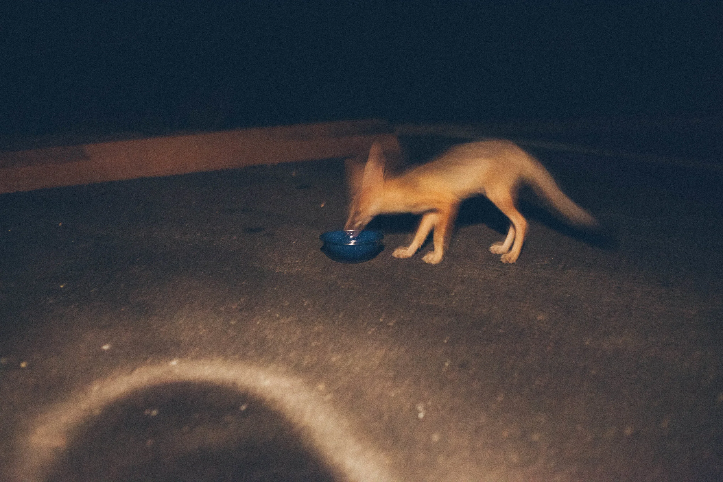 Lazlo+Beans+ACFOX0039.jpg