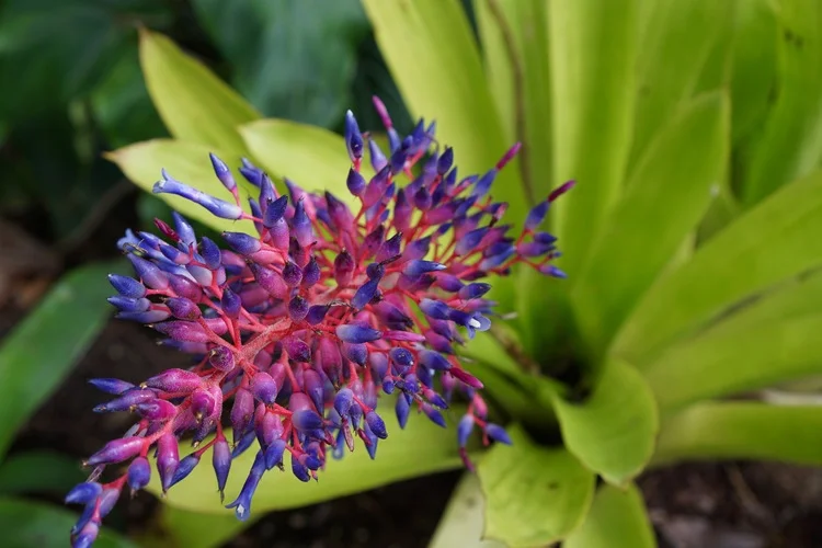 Aechmea "Blue Tango"