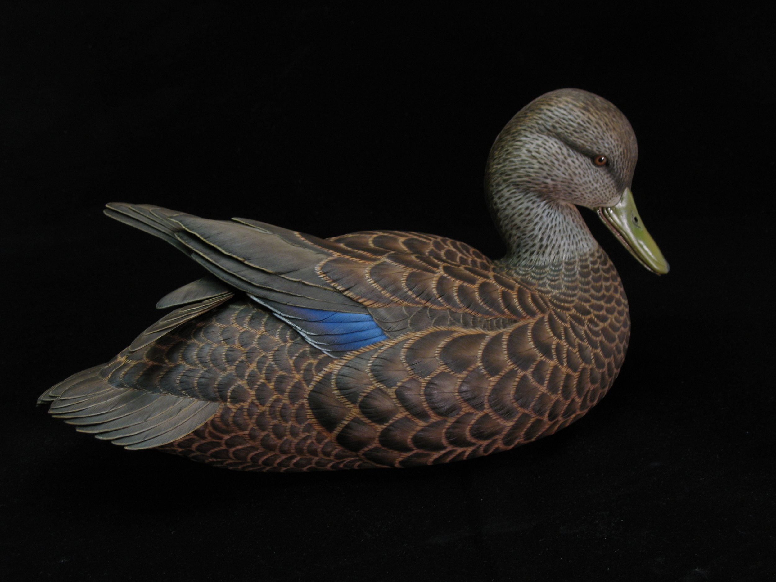 American Black Duck, Life-sized, ♂