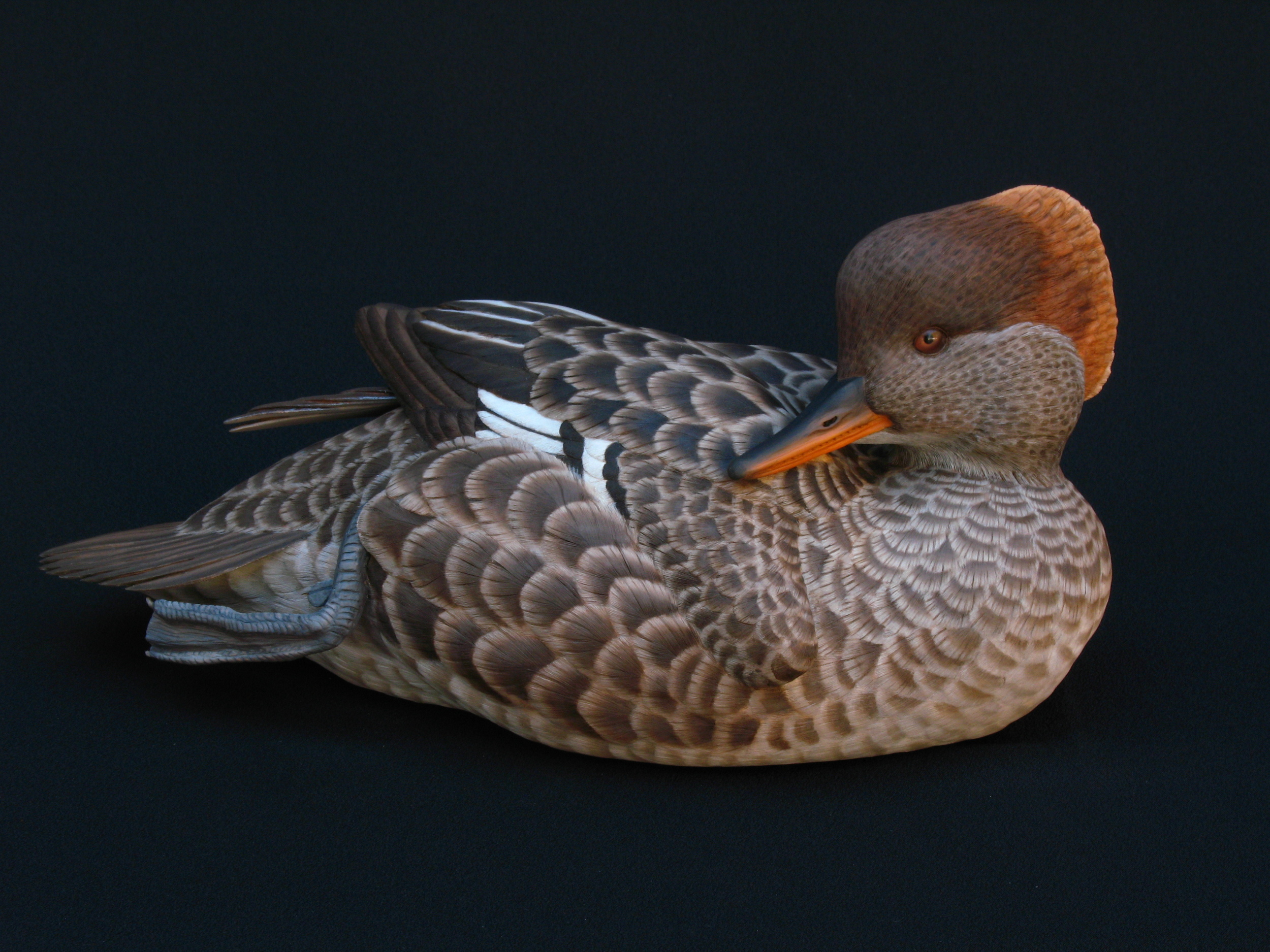 Hooded Merganser, Life-sized, ♀