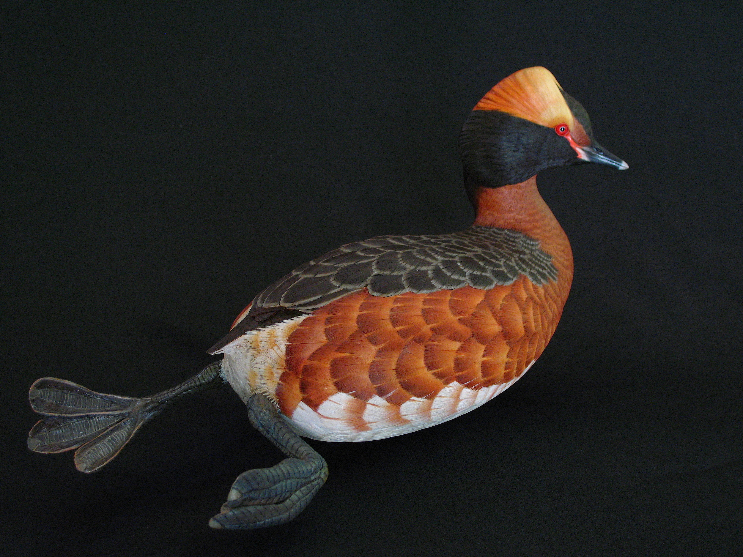  Horned Grebe, Life-sized, ♂