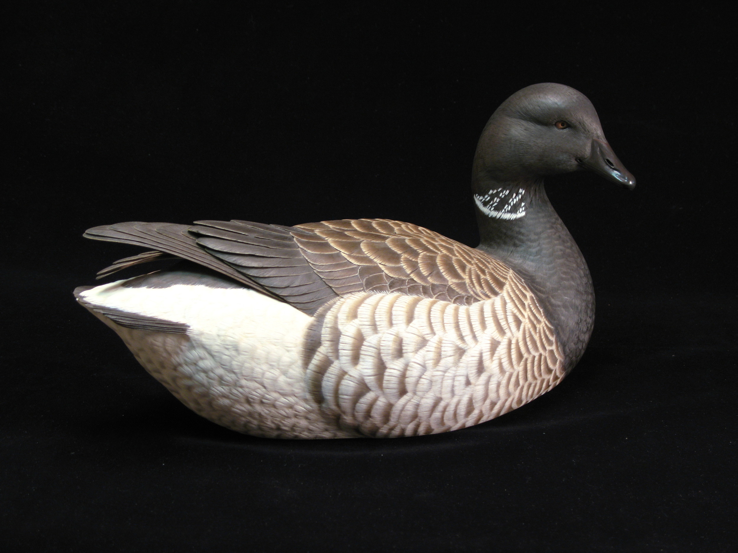 Brant Goose, Life-sized, ♂